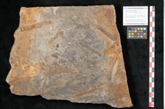 Foto (Objekt + Etikett) von Walchia piniformis Sternbg. (NHMW-GEO-2024-0188-11123)